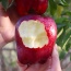 Táo red delicious (táo đỏ) nhập khẩu, 100% tươi ngon